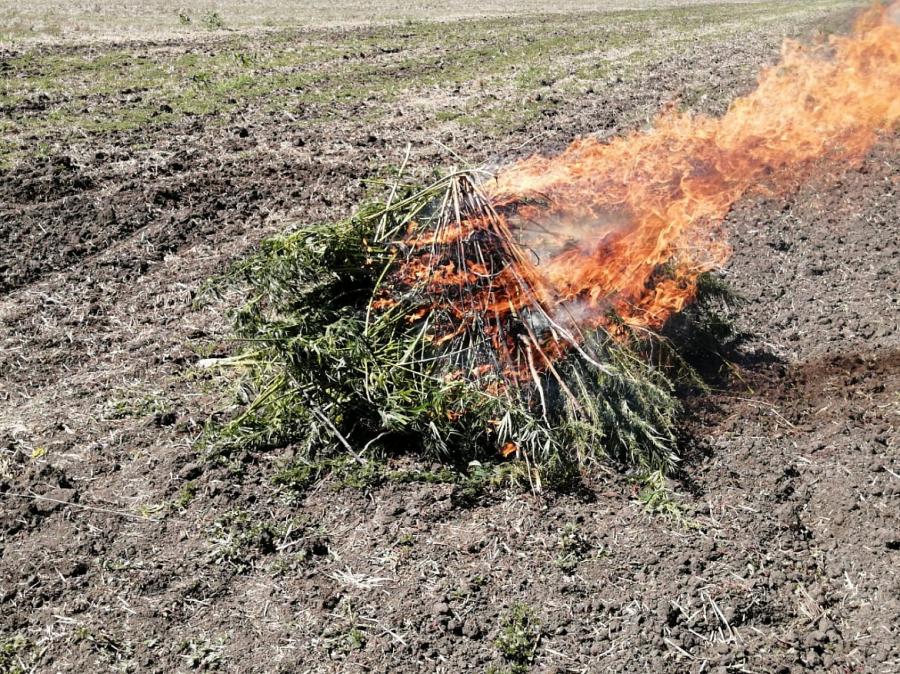 Операция "Мак" в Усть-Лабинском районе продолжается