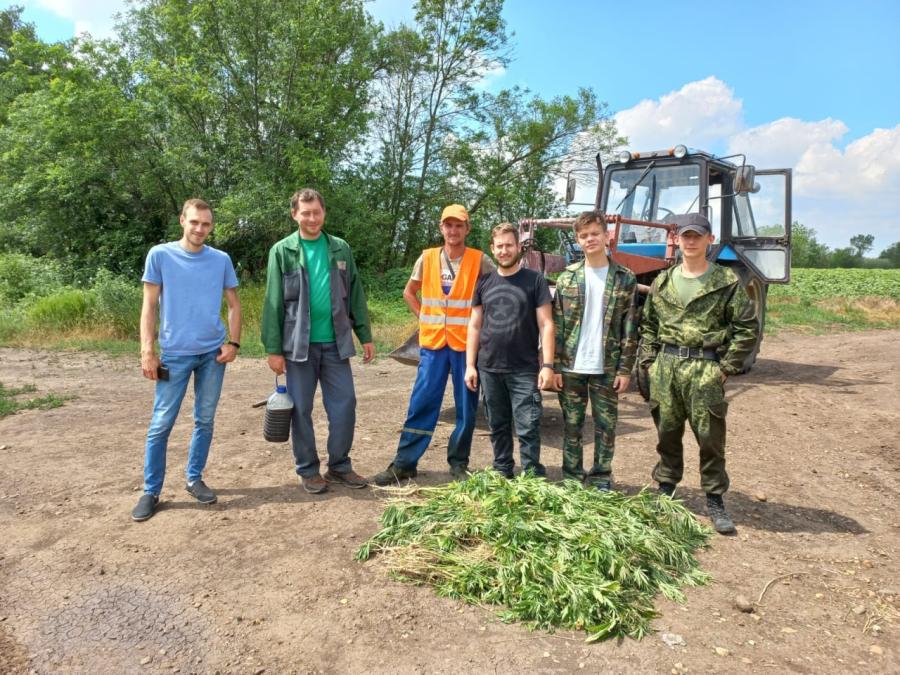 Почти полторы тысячи кустов конопли собрали в рамках операции "Мак"