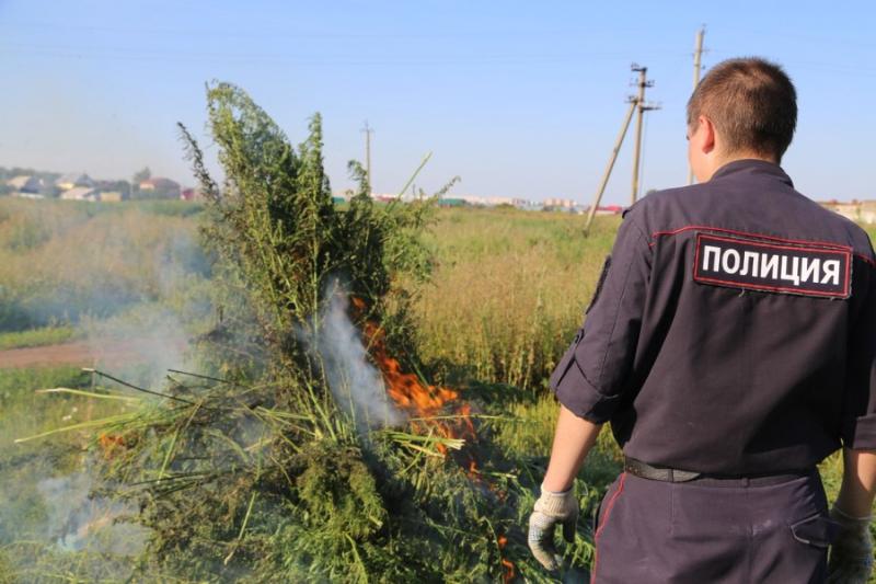  Рейды по выявлению дикорастущей конопли в Усть-Лабинском районе