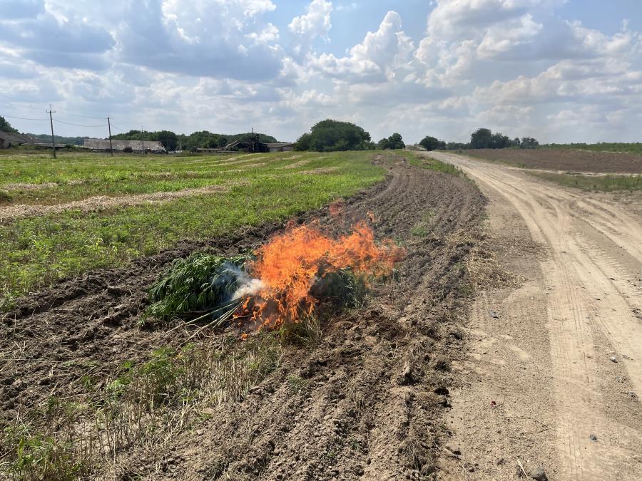 В Усть-Лабинском районе сотрудники полиции уничтожили заросли дикорастущей конопли