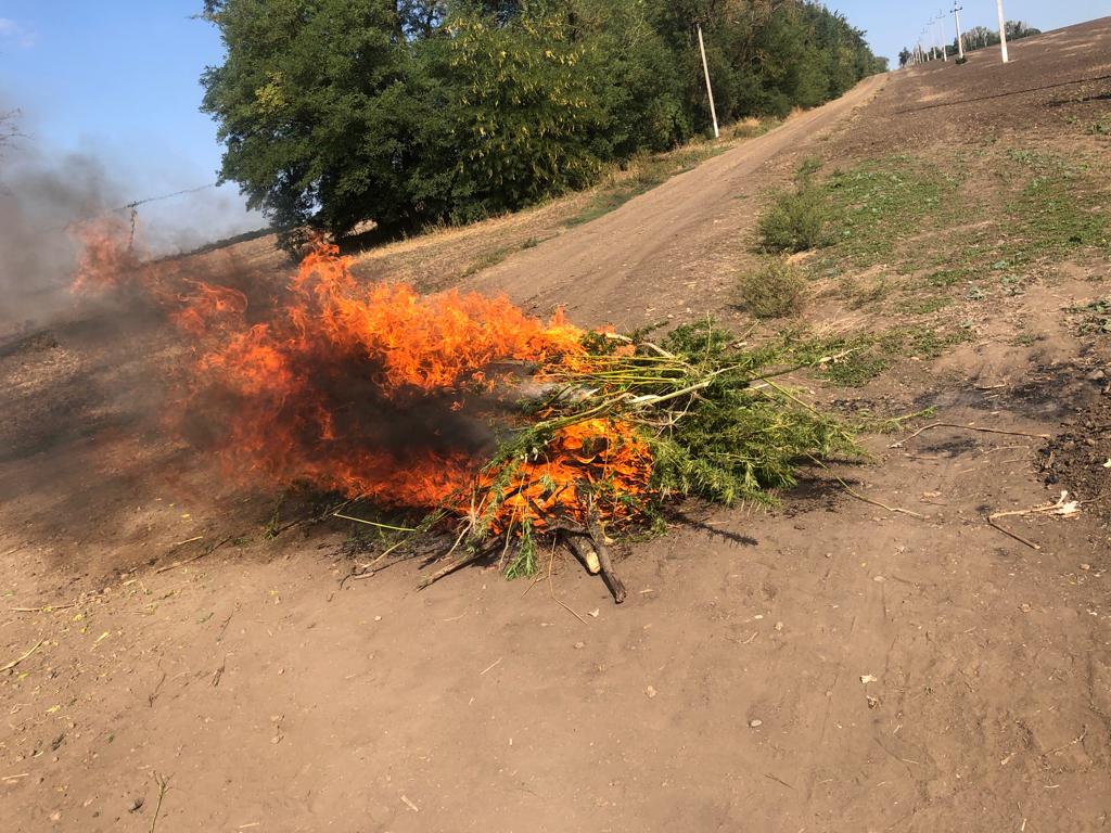 В Усть-Лабинском районе ликвидировано более 1800 кустов дикорастущей конопли